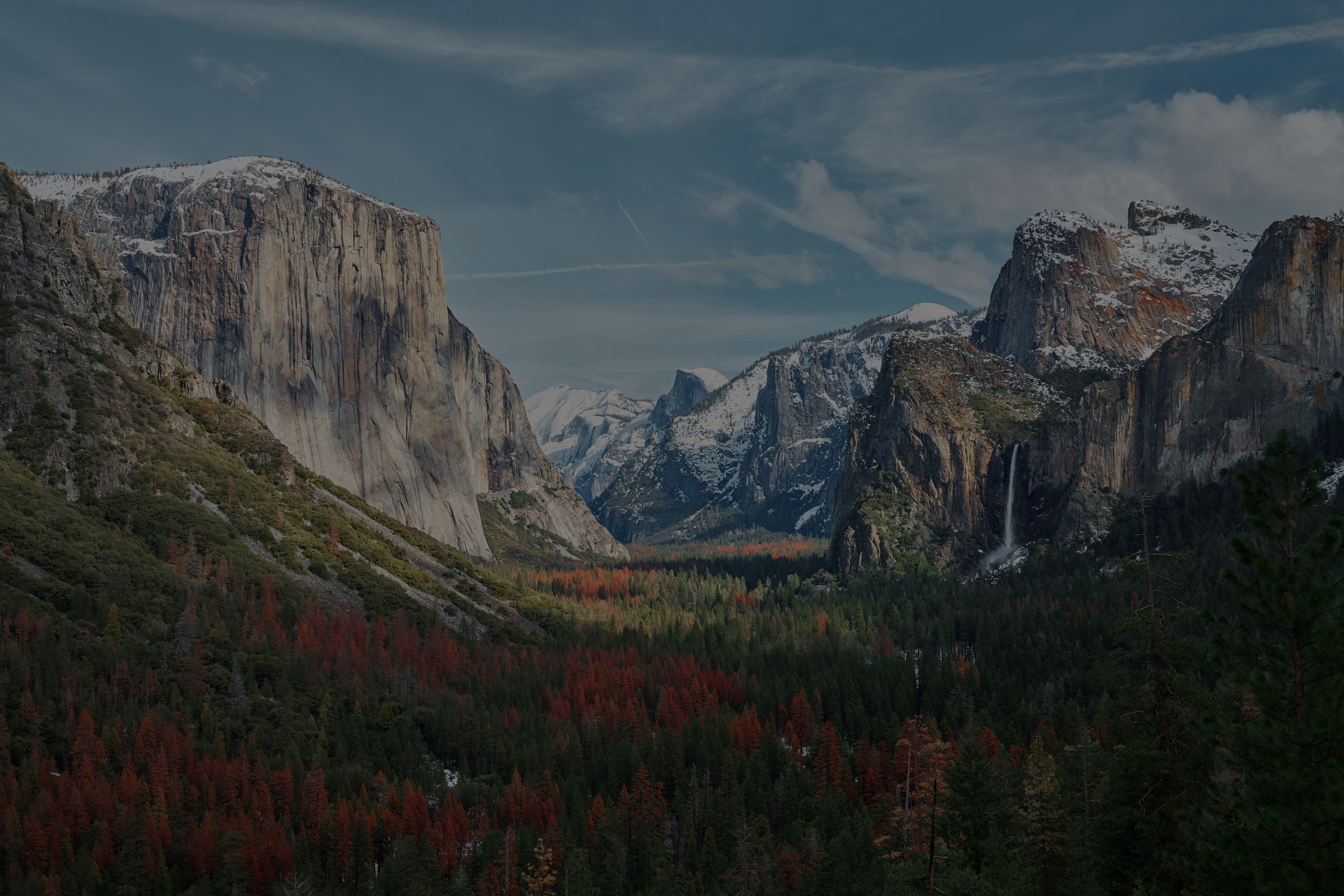 A forest in a valley