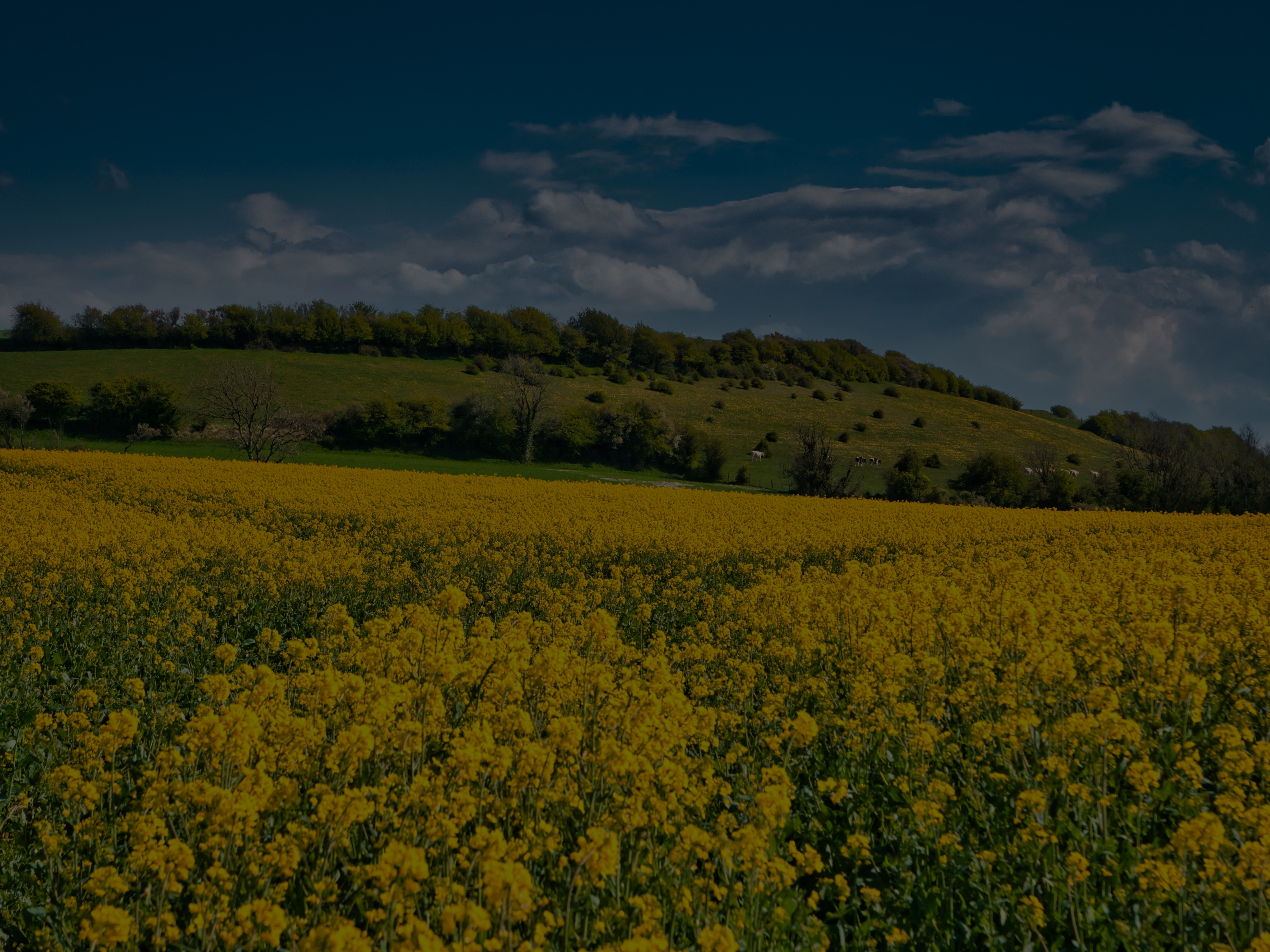 A field of yellow flowers