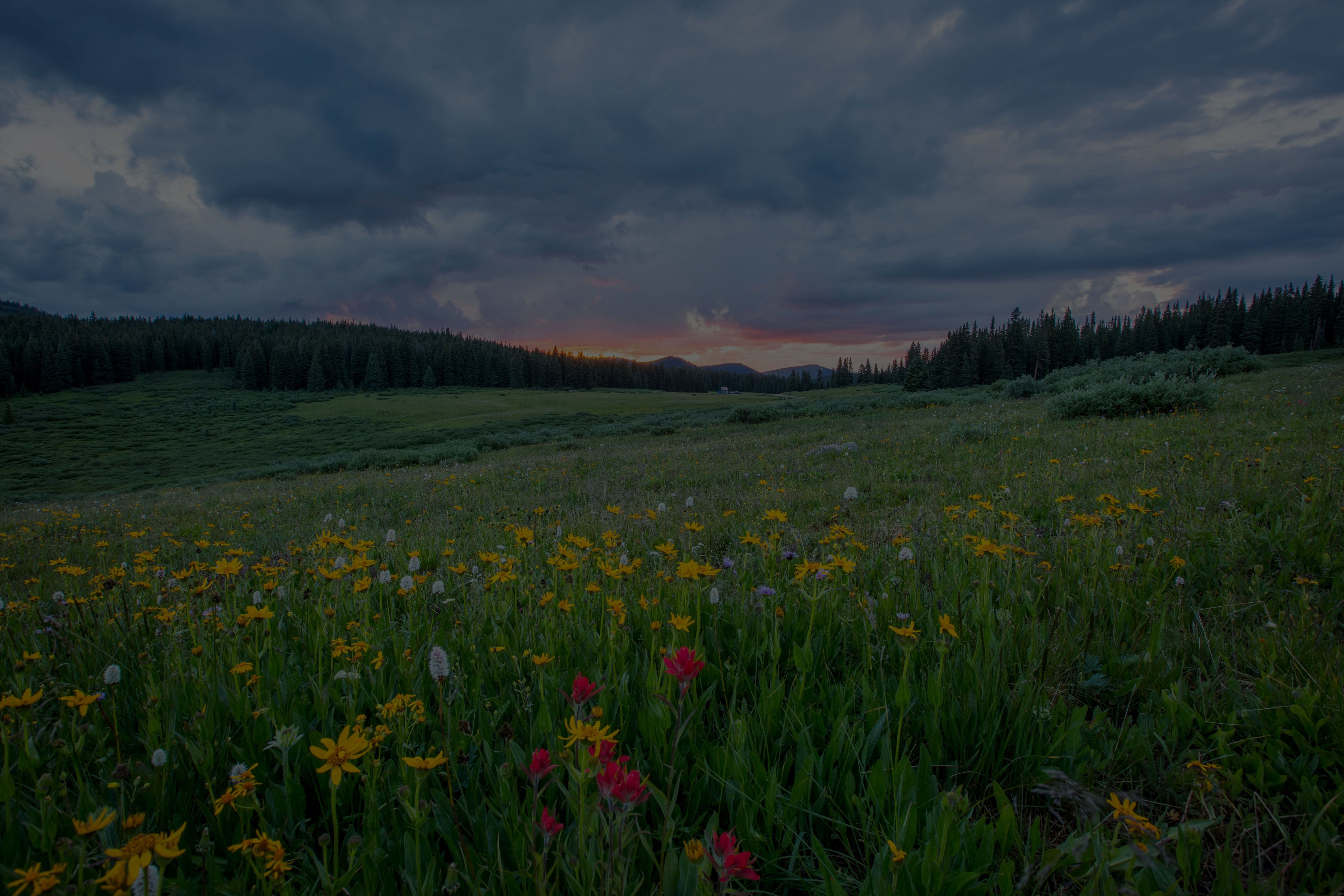 A field with a few flowers